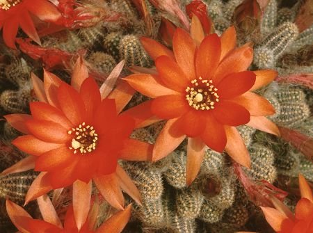 Chamaecereus_silvestrii